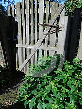 Old crooked fence and a wicket and nettle