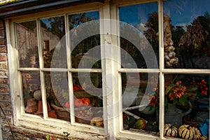 old wooden window with garlick, pumpkins , autumn still life, garden tools and view to autmn backyard reflect in glass