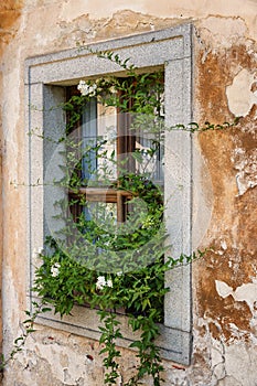 Old wooden window overgrown with ivy in fall colors.