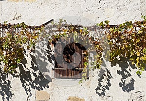 Old wooden window shutters under a vine plant and its shadows on a rustic white wall background