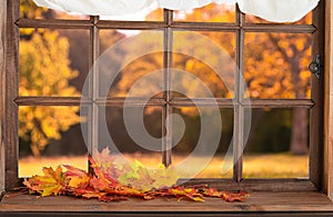 Old wooden window and view to autmn backyard with yellow falling leaves