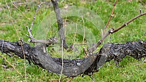 Old woody gnarled grapevine