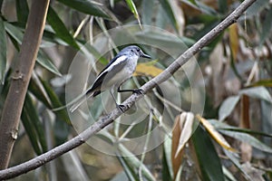 Old World flycatchers -Bird, belongns to Muscicapidae family