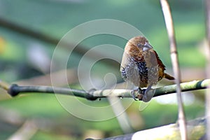 Old World flycatchers -Bird, belongns to Muscicapidae family