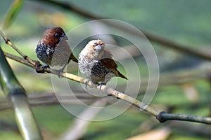 Old World flycatchers -Bird, belongns to Muscicapidae family