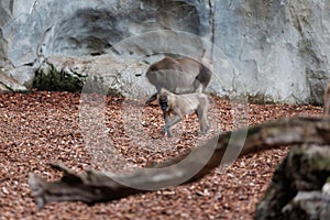 Old World Monkey, family of Primates known taxonomically as the Cercopithecidae photo