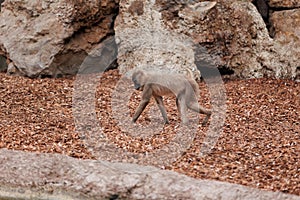 Old World Monkey, family of Primates known taxonomically as the Cercopithecidae