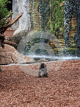 Old World Monkey, family of Primates known taxonomically as the Cercopithecidae photo