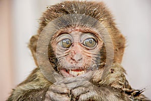 Old World monkey rhesus macaque