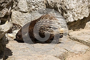 Old World porcupines