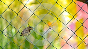 Old World sparrow on cyclone fence alamy with blur colorful background