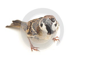 Old World sparrows are a family of small passerine birds. They are also known as true sparrows,