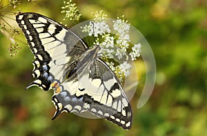 Old World Swallowtail