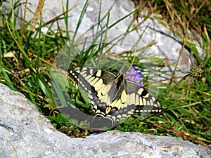 Old World swallowtail butterfly
