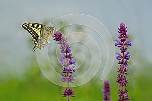 Old world swallowtail butterfly, Papilio machaon