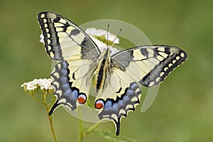 Old World Swallowtail butterfly - Papilio machaon