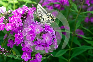 Old world Swallowtail butterfly (Papilion machaon ) feeding on blooming purple phlox outdoors in sunny day in summertime photo