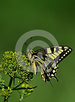 Old World swallowtail - Papilio machaon