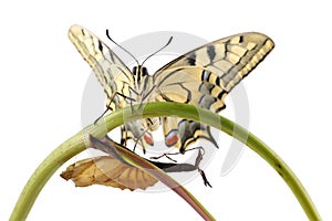 Old World Swallowtail Papilio machaon butterfly perched on a branch next to the cocoon from which they hatched