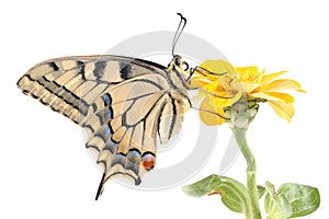 Old World Swallowtail Papilio machaon butterfly perched on a flower Zinnia