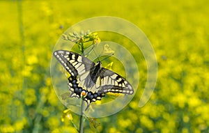 Old World Swallowtail (Papilio machaon) butterfly in rape-seed field