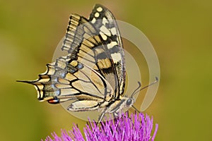 Old World swallowtail, Papilio machaon, butterfly sitting on the pink flower in the nature. Summer scene from the meadow.