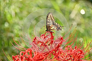 Old world swallowtail (Papilio machaon) and Red spider lily flowers.