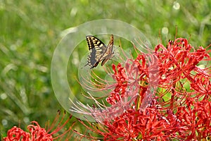 Old world swallowtail (Papilio machaon) and Red spider lily flowers.