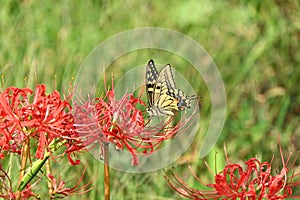 Old world swallowtail (Papilio machaon) and Red spider lily flowers.