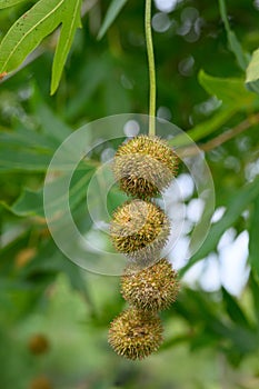 Old World sycamore Platanus orientalis var. Digitata, fruit with seeds photo