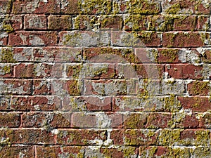 Old worn red brick wall with moss growing