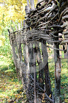 Old fence made of wooden rods with ivy sprout