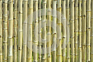 Old yellow bamboo wall texture background