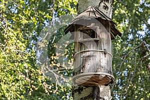 Old yellow bird and squirrel house from plywood is hanging on a birch tree in a park in summer