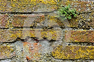 Old yellow brick wall overgrown with moss and lichen.