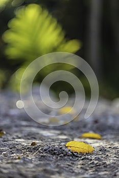 An old yellow leaf fell to the ground in summe