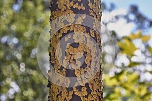 The old yellow paint on the pipe is peeling off rust selective focus