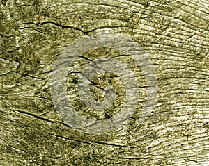 Old yellow toned tree cut texture.