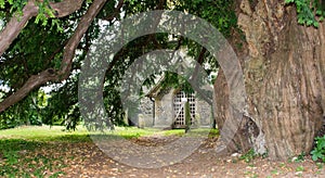 Old yew tree in an old English flint saxon church graveyard photo