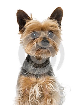 Old yorkshire terrier (13 years old)