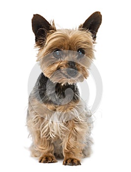 Old yorkshire terrier (13 years old)