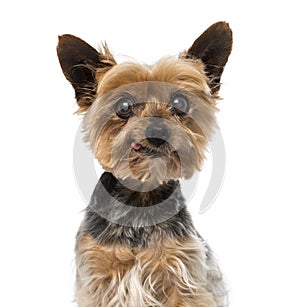 Old yorkshire terrier (13 years old)