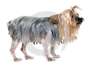 Old yorkshire terrier with tumour