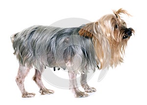 Old yorkshire terrier with tumour photo