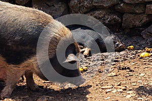 Old and young domestic pigs in the mud on pig farm