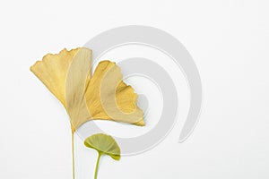 Old and young Ginkgo leaves on an isolated white background