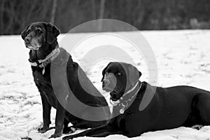 Old and Young Labrador Retrievers Sit Together in the Snow