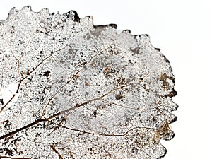 Olde decaying aspen leaf skeleton