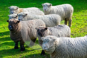 Olde English Babydoll Southdown unsheared hornless sheep on green grass meadow