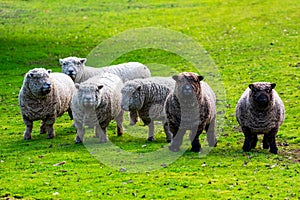 Olde English Babydoll Southdown unsheared hornless sheep on green grass meadow. The breed is small-framed sheep with short legs